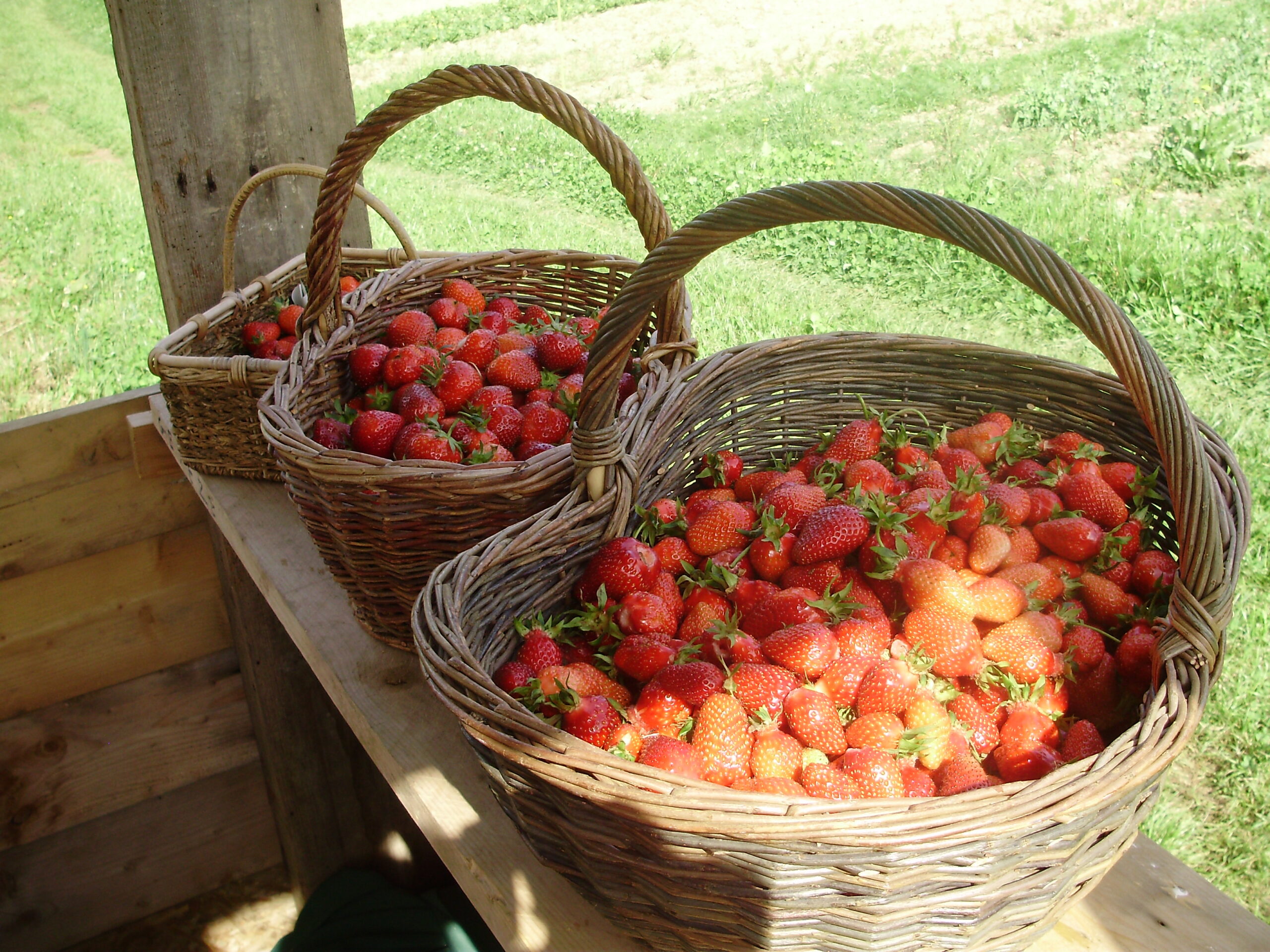 Cueillette de fraise à partir de vendredi 11 juin